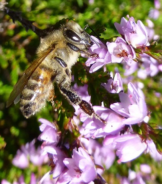 abeille sur une fleur violette