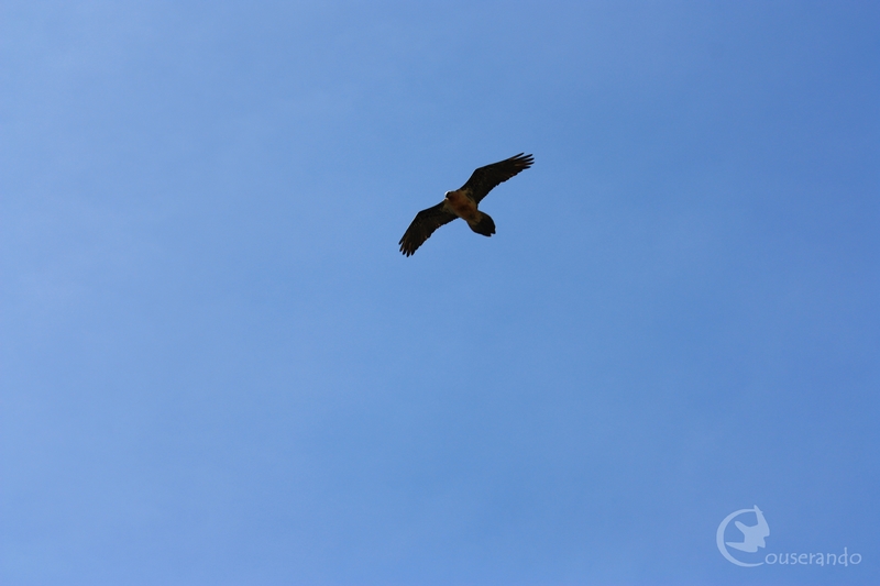 oiseaux des cimes