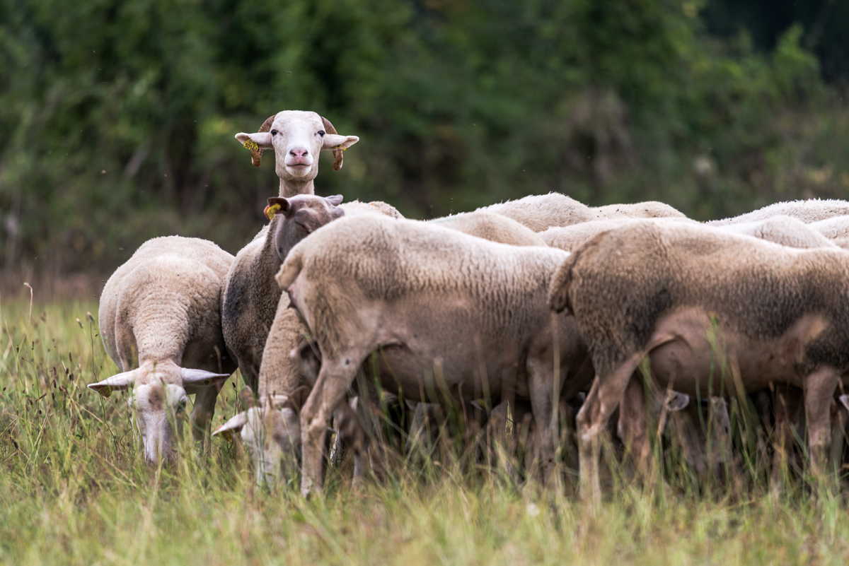 moutons