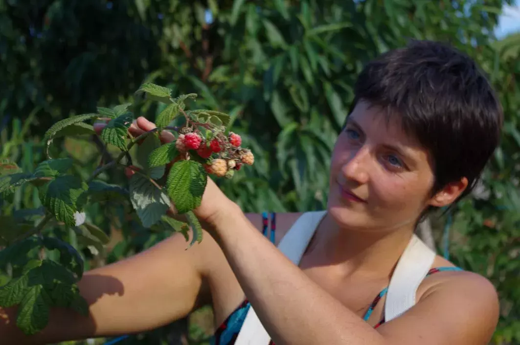 cueillette de fruits rouges