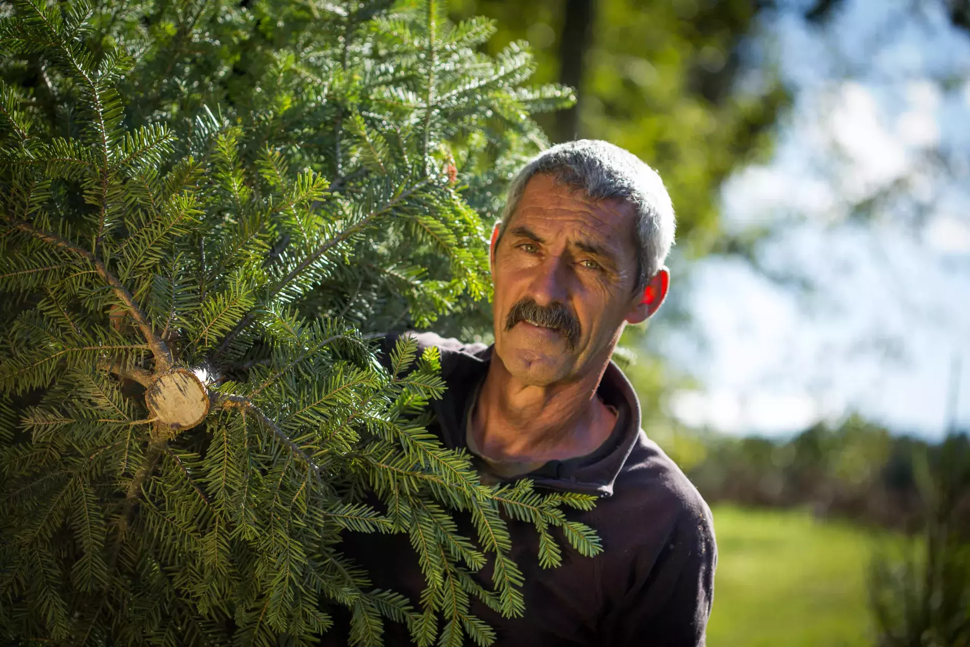 france sapin bio